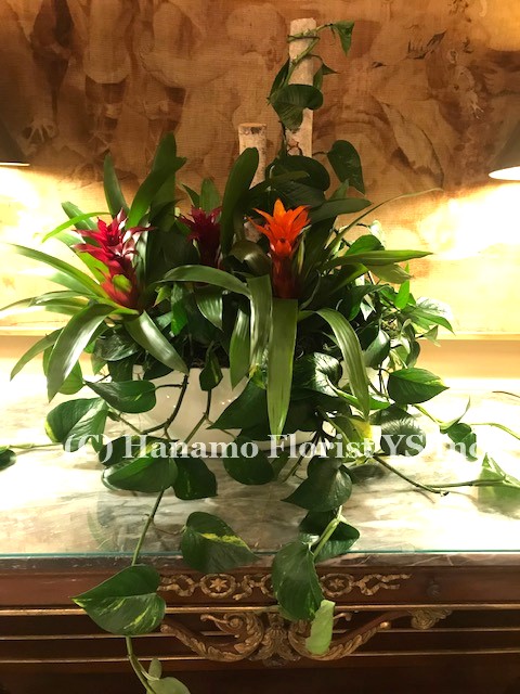 LOBB412 Lobby Plants Arrangement - Click Image to Close